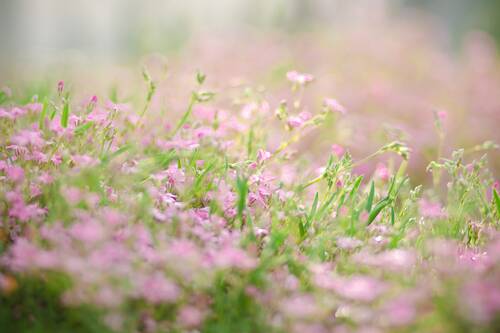 moss, flower bed, nature