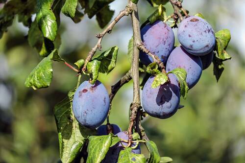 plums, fruits, food