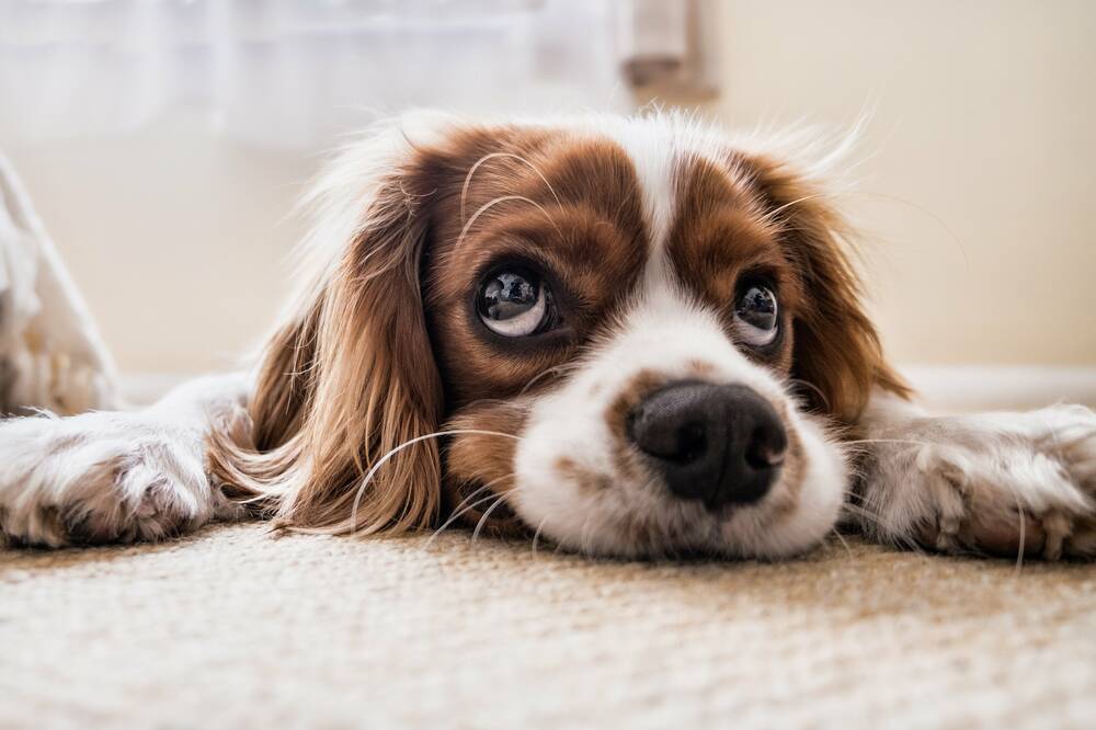 Hundebesitzer